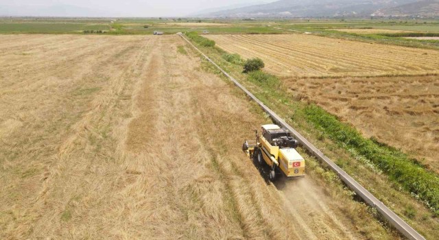 Efeler Belediyesinden buğday hasadı
