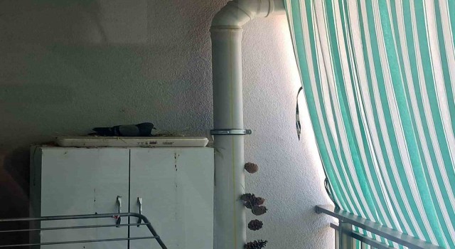 Elazığ Belediyesi minik Ahsenin hayvan sevgisini karşılıksız bırakmadı