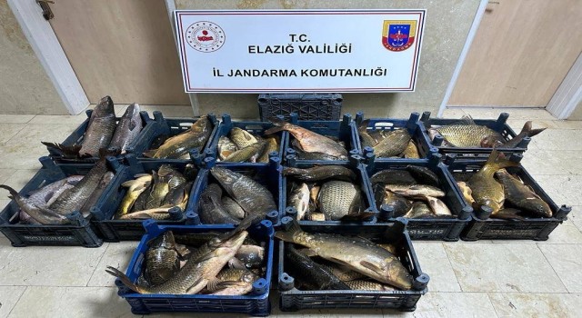 Elazığda 1 ton kaçak balık ele geçirildi