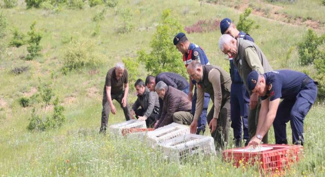 Elazığda doğaya keklik salımı yapıldı