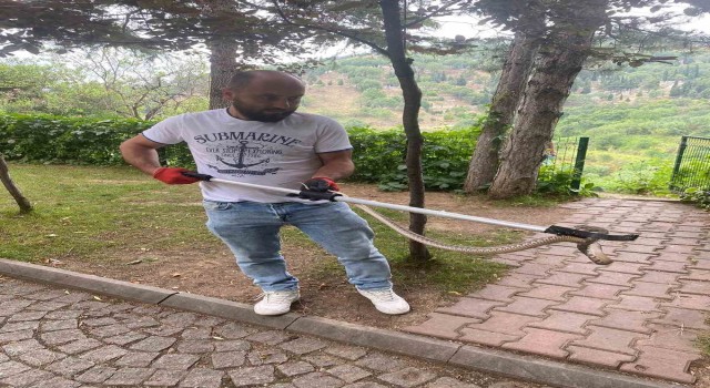 Emzirme odasında engerek yılanı paniği