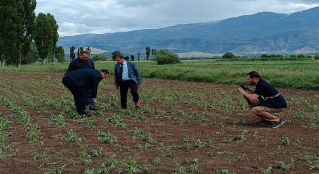 Erzincanda 2 bin dönüm ekili araziyi dolu vurdu