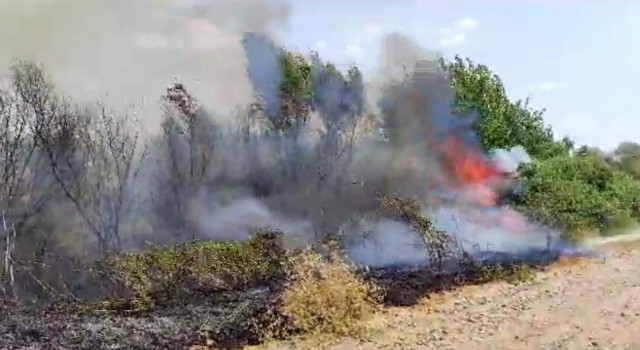 Fırat nehri kenarındaki yangın ormanlık alana zarar verdi