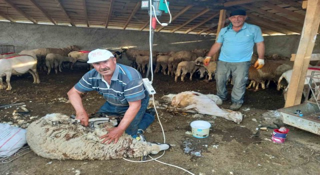 Günyüzünde koyun kırkım sezonu başladı