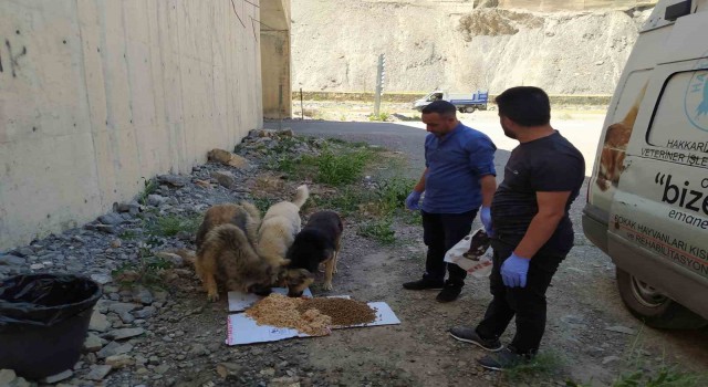 Hakkaride sokak hayvanları için sakatat bırakıldı