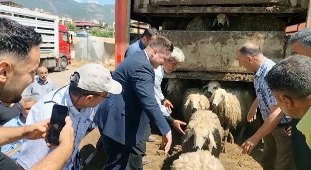 Hatayda depremde hayvanlarını kaybedenlere küçükbaş dağıtıldı