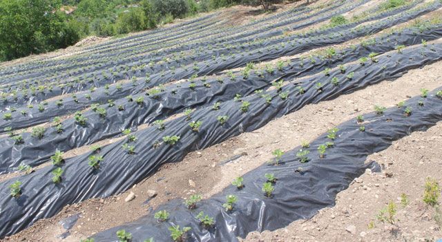 Hibe destekli çilek bahçesi kurulumu devam ediyor