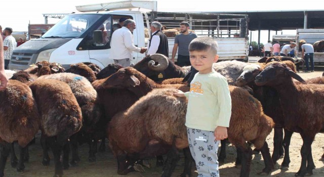 Iğdırda Kurban Bayramına saatler kala kurbanlık satışı devam ediyor