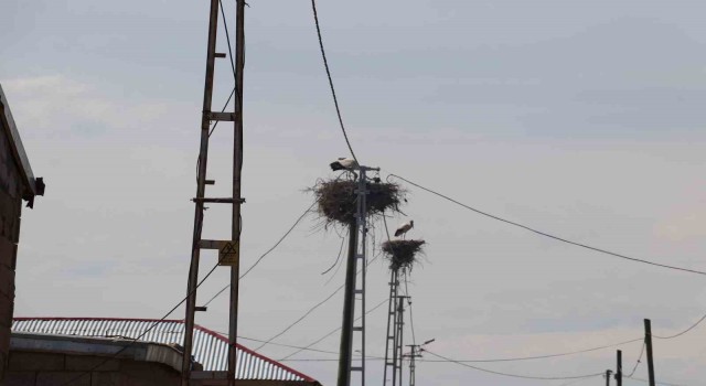 Iğdırda leylek yuvasının hane sayısından çok olduğu köy havadan görüntülendi