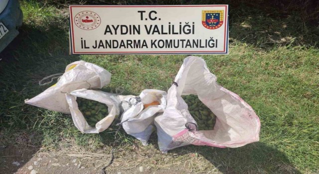 İğlek hırsızlarını jandarma yakaladı