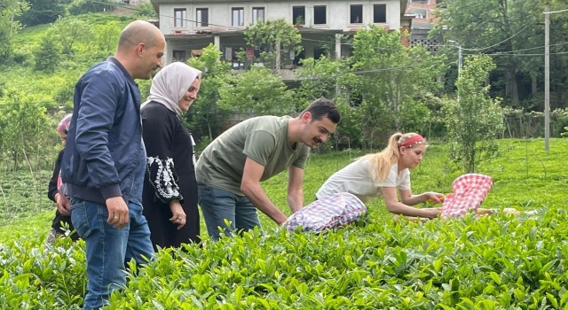 İkizdere Kaymakamı eşiyle çay topladı, fabrikada çayın işlenmesini inceledi