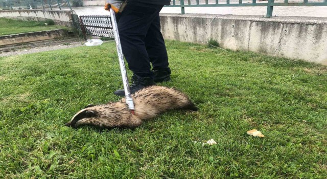 Irmakta mahsur kalan porsuğu itfaiye ekipleri kurtardı