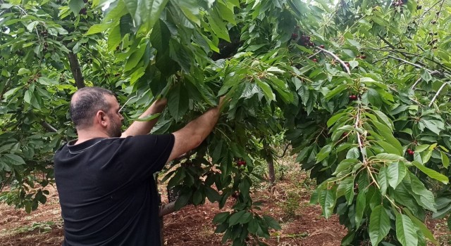 İslahiye'de kiraz hasadı başladı