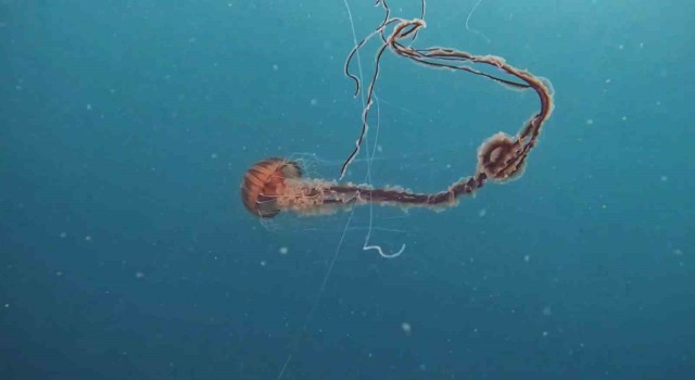 İstanbulda 4 metrelik zehirli denizanası böyle görüntülendi