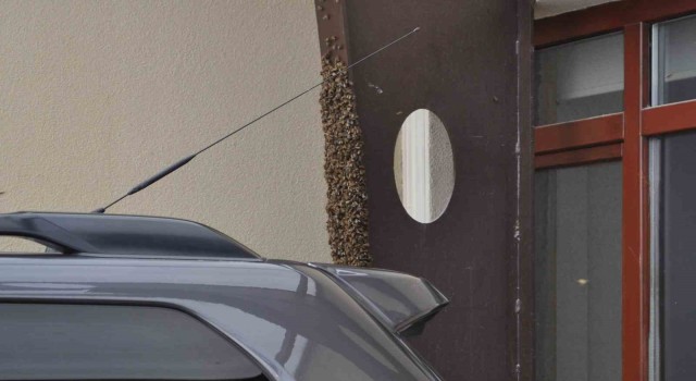 Kaçan kraliçe arı yüzlerce arıyı beraberinde getirdi