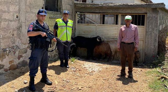 Kaçan küçükbaş hayvanları jandarma buldu