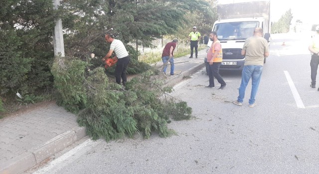 Kara yoluna devrilen iki ağaç kaldırıldı