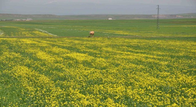 Karsta renk cümbüşü yaşanıyor