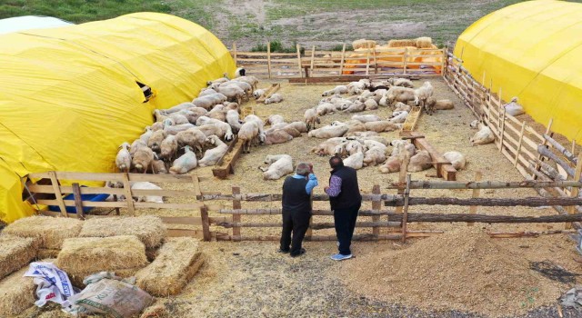 Keçiörende kurban pazarı kuruldu, satışlar başladı