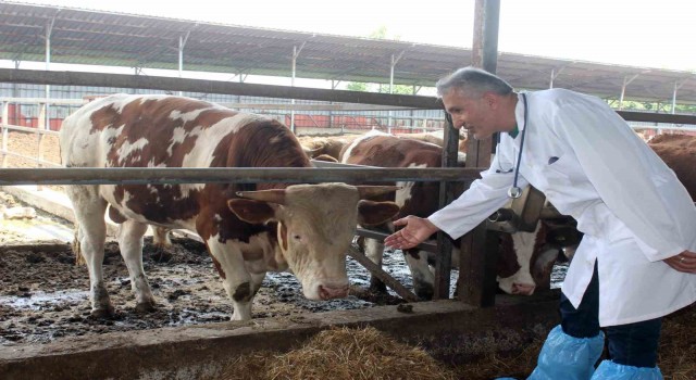 Kesilen kurban etlerini üst üste koymayın