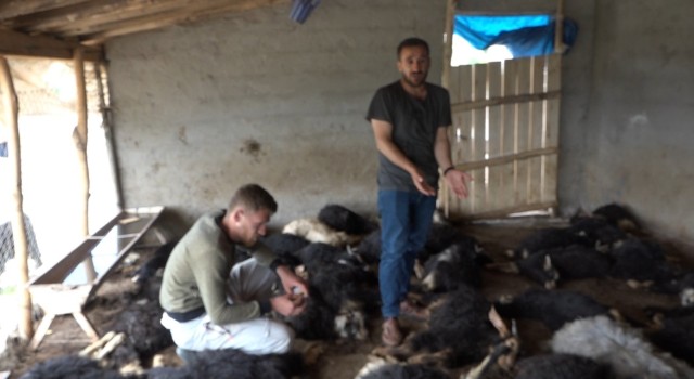 Kulpta sokak köpekleri ahıra girerek 70 hayvanı telef etti