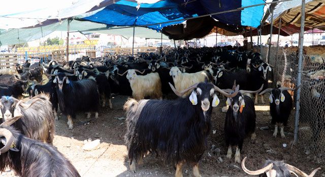 Kurban Bayramı için Hijyenik Kurban Kesim ve Satış Yerleri Hazırlandı