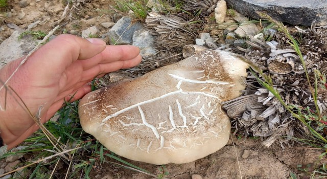 Malatyada topladığı mantardan yiyen kişi zehirlendi