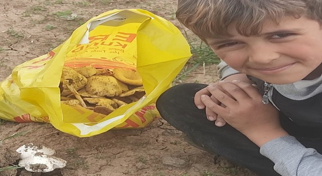 Malazgirtte mantar bereketi