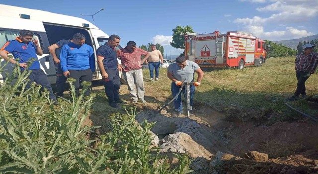 Muşta kapağı çalınan menhole düşen inek 2 saatlik çalışma sonucu kurtarıldı