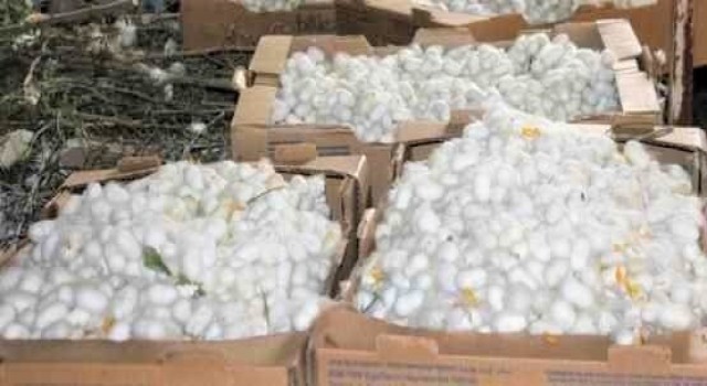 Nallıhanda ipek böceği kozası hasat zamanı