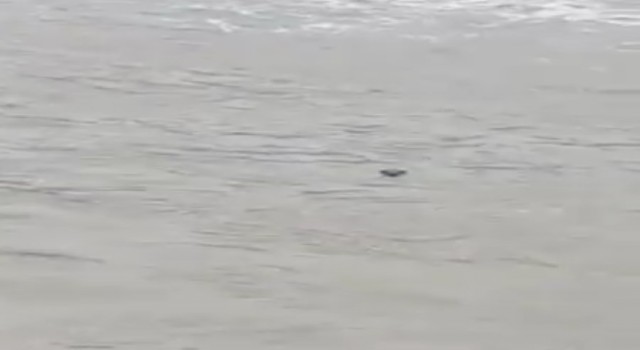 Nesli tehlike altında olan su samuru, Kastamonuda görüldü