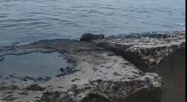 Nesli tehlikede olan o hayvan Tekirdağda görüldü