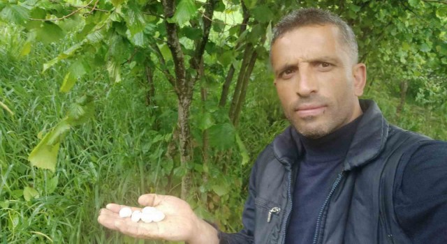 Orduda fındık bahçelerini ceviz büyüklüğünde dolu vurdu