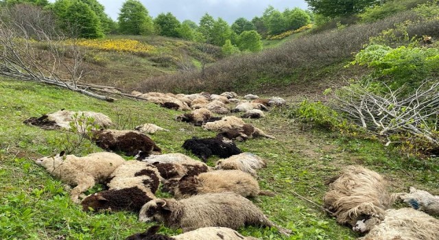Orduda koyun sürülerine ayı saldırdı: 76 koyun telef oldu