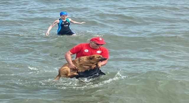Ordudaki triatlon yarışlarında ilginç olay
