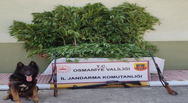 Osmaniyede 80 kök kenevir ele geçirildi