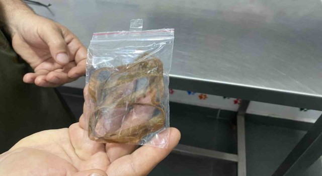Oyun oynayan kedi 1,5 metrelik kurdele yuttu