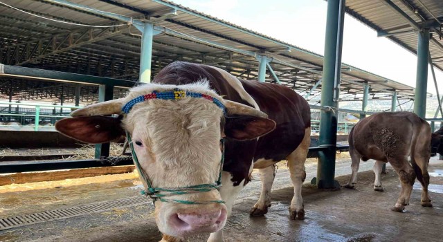 (ÖZEL) Bin 200 kiloluk Paşa talibine bekliyor