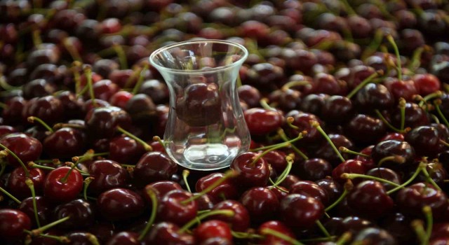 (Özel) Çay bardağına sığmayan Lapseki kirazının hasadına başlandı