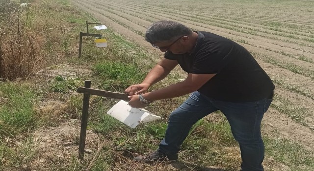 Pamuk tarlalarına tuzaklar asıldı