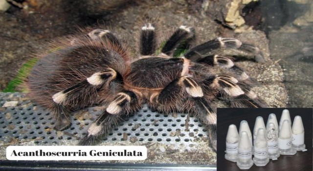 Posta kargosunda 76 adet yavru tarantula ele geçirildi