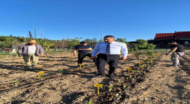 Pursaklarda ata tohumları ata bahçesinde toprakla buluştu