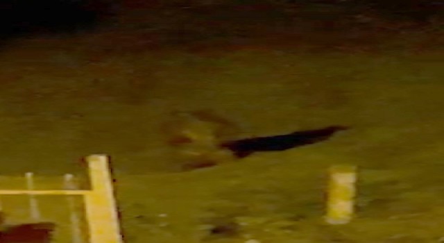 Rizede çay bahçesine giren ayı görenleri korkuttu