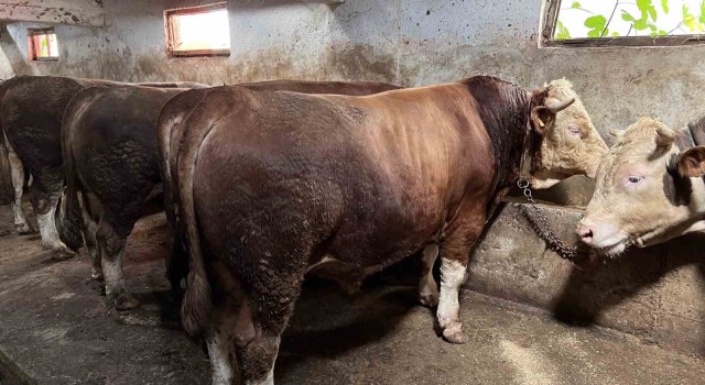 Sakaryada en ucuz kurbanlık hissesi 8 bin liradan başlıyor