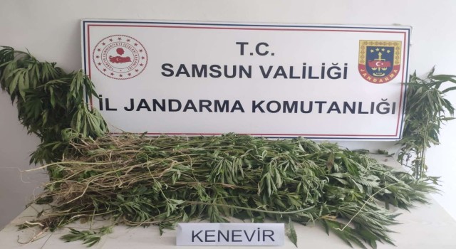 Samsunda 2 bin 315 kök kenevir ele geçirildi