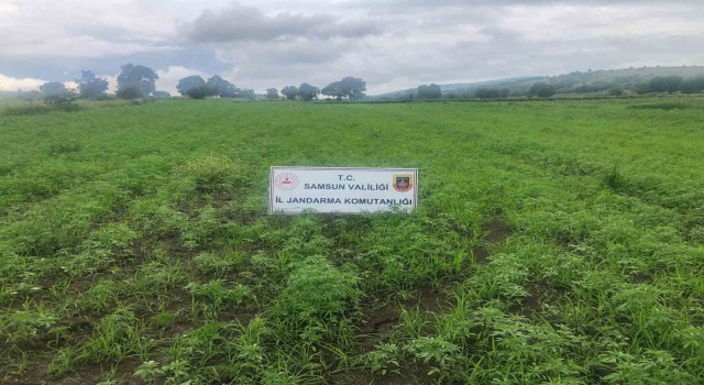 Samsunda jandarma tarafından 280 bin 720 kök kenevir bitkisi ele geçirildi