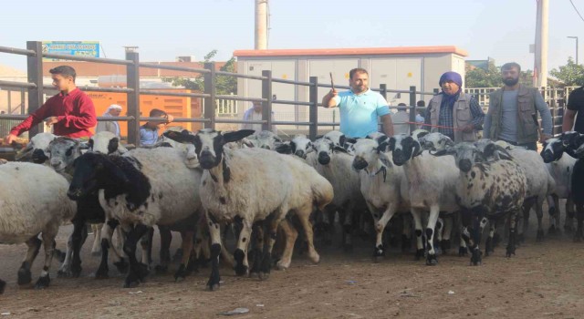 Şanlıurfada kurban pazarları hareketlendi