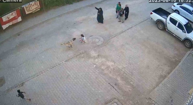 Şanlıurfada sokak köpeği ailesiyle yolda yürüyen çocuğa saldırdı