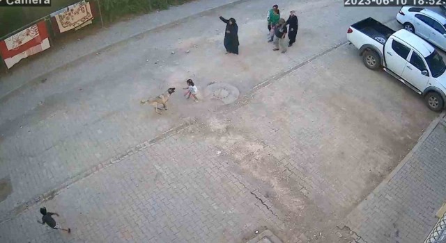 Şanlıurfada sokak köpeği ailesiyle yolda yürüyen çocuğa saldırdı