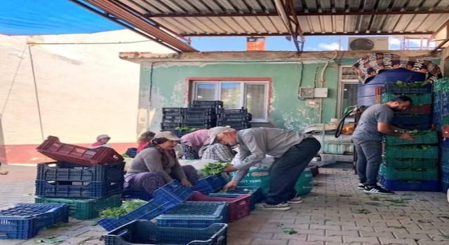 Sarıgölde taze yaprak alımları hız kazandı